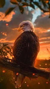 Show off your style with this eagle iphone wallpaper eagle iphone wallpaper