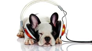 Show your friends and family the latest tech by sending them a picture of this cool pup with a headset. whatsapp wallpaper