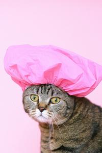 Shower Cap Cute Cat PFP cute cat pfp wallpaper
