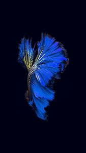 Siamese Fish Iphone Live iphone live wallpaper
