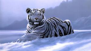 Siberian Tiger In Winter Art tiger wallpaper