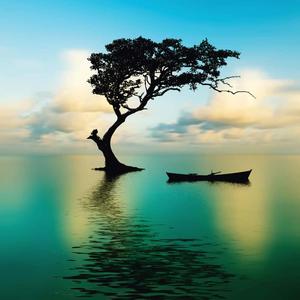 Silhouette Of A Tree Nature Picture nature wallpaper