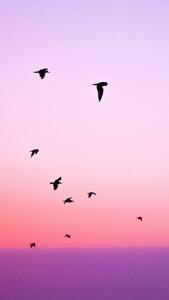 "Silhouette of Birds Flying at a Sunset"  Wallpaper
