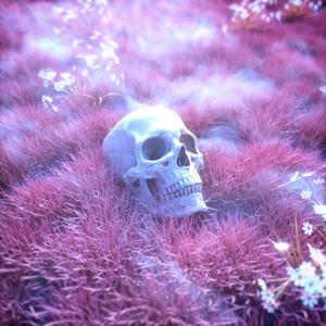 Skeleton Pink Skull skull wallpaper