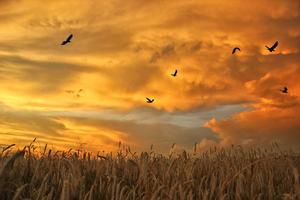 Sky Background Grass Field sky wallpaper