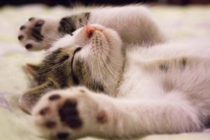 Sleeping Baby Cute Cat PFP cute cat pfp wallpaper