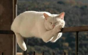 Sleeping Cat Funny Meme funny meme wallpaper