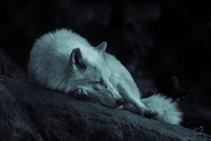 Sleeping Cool Wolf wolf wallpaper