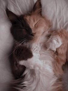 Sleeping Cute Cat Aesthetic cute cat aesthetic wallpaper