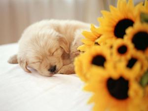 Sleeping Puppy And Sunflowers puppy wallpaper