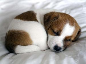Sleeping Puppy Pictrue puppy wallpaper