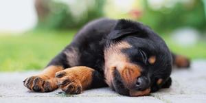 Sleepy Puppy Picture puppy wallpaper