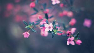 Small Baby Pink Flower flower wallpaper