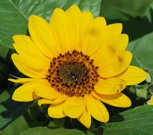 Small Sunflower Bud Picture flower wallpaper