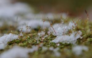 Snow In Spring spring wallpaper