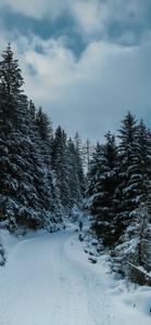 Snow Trees Winter iPhone winter iphone wallpaper