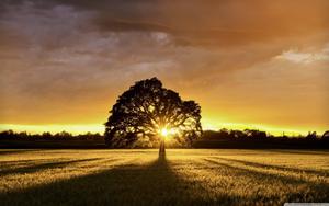 Soak up the vibrant colors of nature in this idyllic summer landscape landscape wallpaper