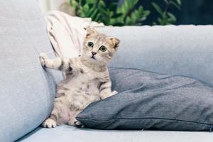 Sofa Cute Cat PFP cute cat pfp wallpaper