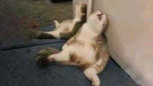 Sometimes Life Can Be Hilarious! funny wallpaper