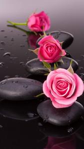 Spa Stone And Pink Roses Flower Mobile flower mobile wallpaper