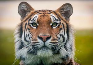 Spectacular Close-up of an Imperial Tiger Roaming Wild tiger wallpaper