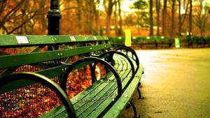 Spend some time to relax in the green park bench 8k wallpaper
