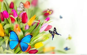 Spring Butterflies spring wallpaper