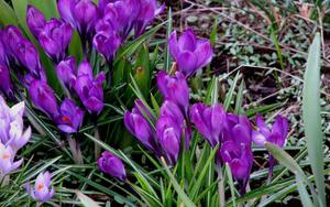 Spring Crocus spring wallpaper