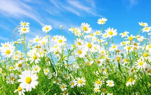 Spring Daisies spring wallpaper