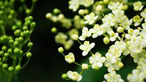 Spring Desk Elderflower spring desktop wallpaper