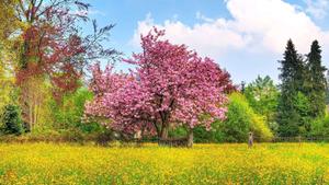 Spring Desktop background spring desktop wallpaper