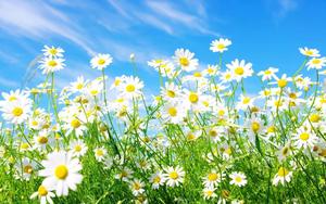Spring Desktop background spring desktop wallpaper