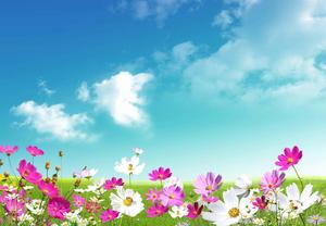Spring Desktop background spring desktop wallpaper