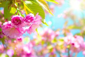 Spring Desktop background spring desktop wallpaper