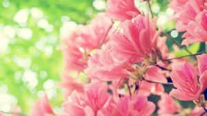 Spring Desktop background spring desktop wallpaper