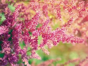 Spring Desktop Pink Butterfly Bush Flower spring desktop wallpaper