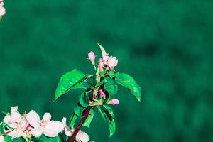 Spring Flower Branch spring wallpaper