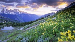Spring Flower Field On Mountain spring wallpaper