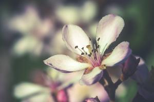 Spring Flower Shallow Focus spring wallpaper