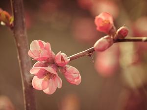 Spring Flower Up Close spring wallpaper