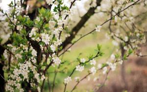 Spring Flowering Trees spring wallpaper