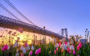 Spring Flowers In The City spring wallpaper