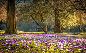 Spring Forest Nature spring wallpaper