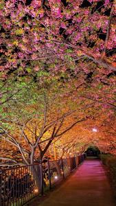 Spring Night Sakura Tree spring wallpaper