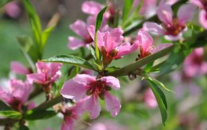 Spring Pink Blossoms spring wallpaper