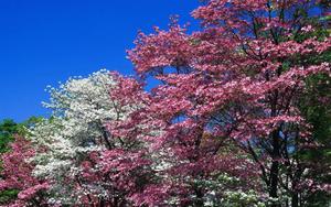 Spring Pink Flowering Trees spring wallpaper
