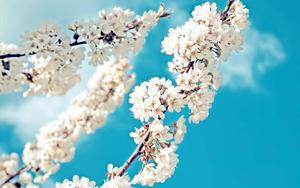 Spring Season White Flowers spring wallpaper