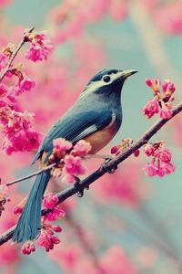 Spring Season With Bird spring wallpaper