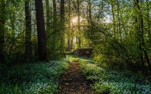 Spring Time Forest Bloom spring wallpaper