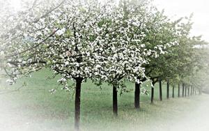 Spring Trees spring wallpaper